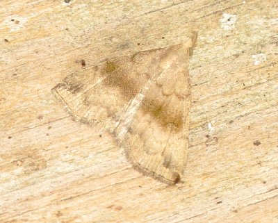 Dark Phalaenostola Moth