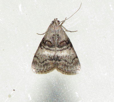 Maple Webworm Moth