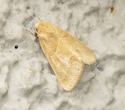 Slender Flower Moth