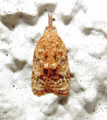 Black-Shaded Platynota Moth