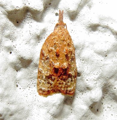 Black-Shaded Platynota Moth