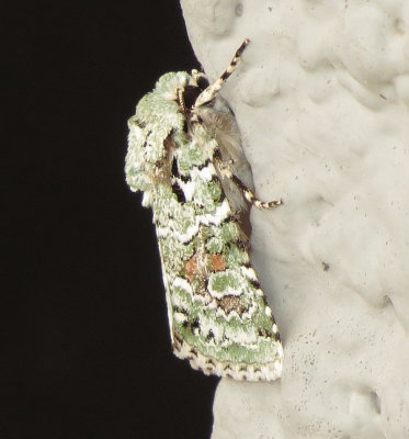 Laudable Arches Moth
