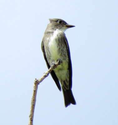 Olive-Sided Flycatcher