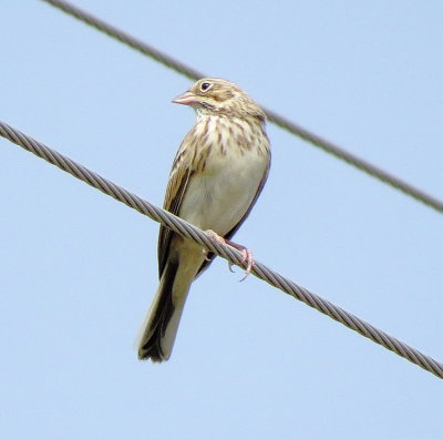 Vesper Sparrow
