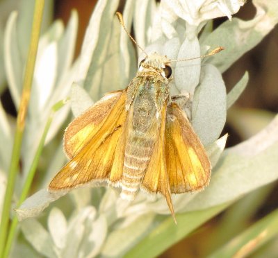 Genus Hesperia