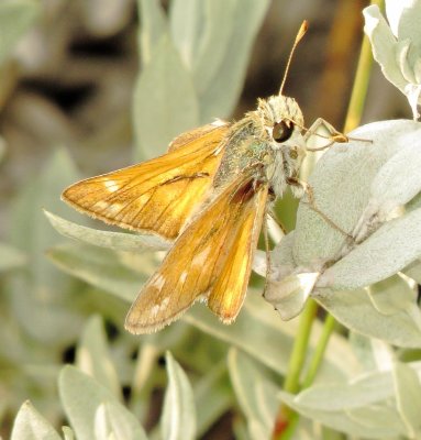 Genus Hesperia