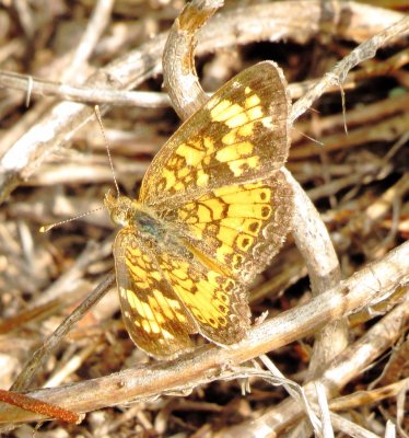 Pearl Crescent