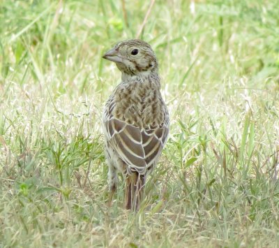 Lark Bunting