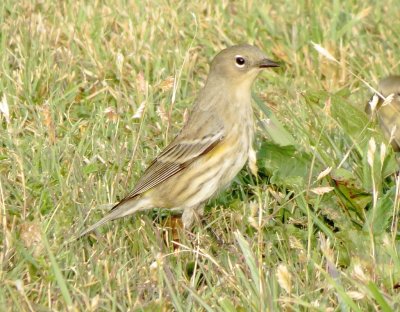 Audubon's Warbler