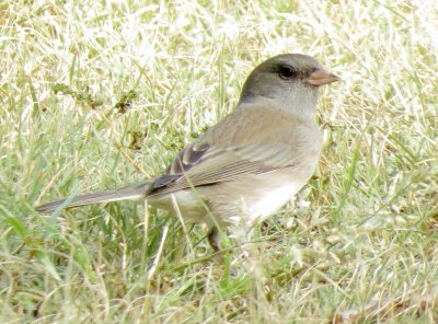 Dark-Eyed Junco