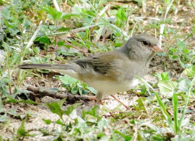 Dark-Eyed Junco