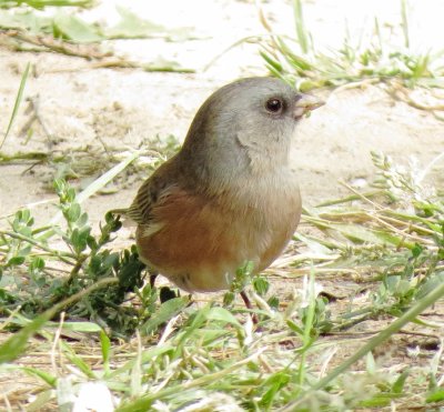 Dark-Eyed Junco