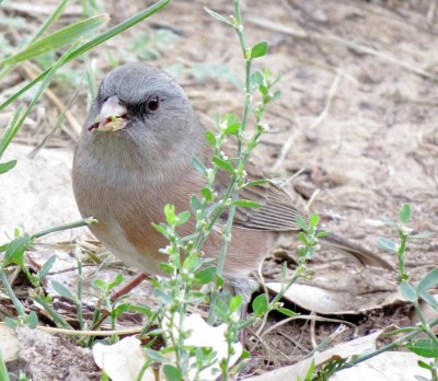 Dark-Eyed Junco