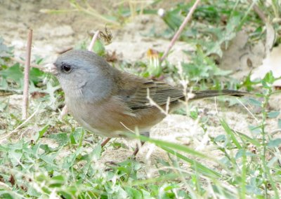 Dark-Eyed Junco
