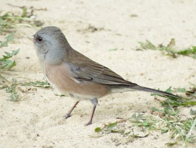 Dark-Eyed Junco