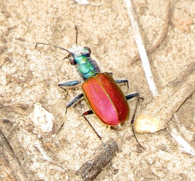 Festive Tiger Beetle