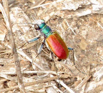 Festive Tiger Beetle