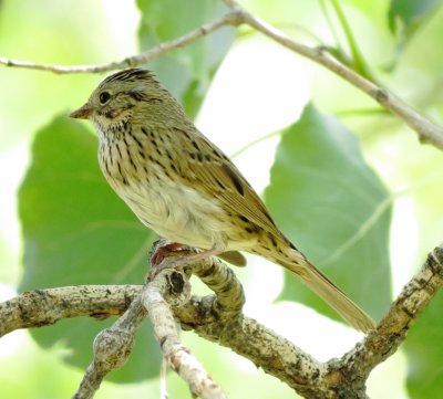 Lincoln's Sparrow