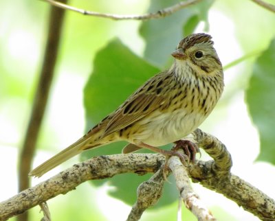 Lincoln's Sparrow