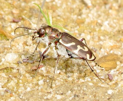Oblique-Lined Tiger Beetle
