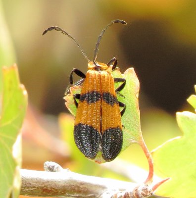 Reticulated Net-Winged Beetle
