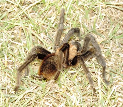 Texas Brown Tarantula