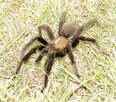 Texas Brown Tarantula