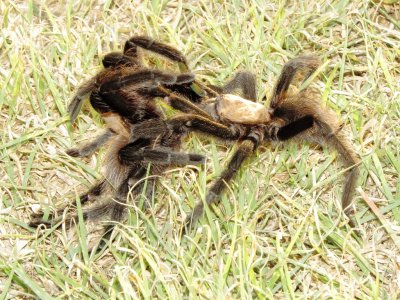 Texas Brown Tarantula