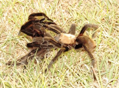Texas Brown Tarantula