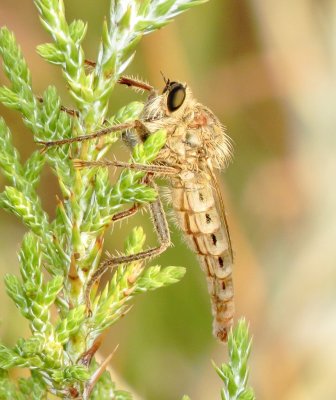 Scleropogon Picticornis