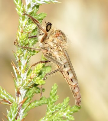 Scleropogon Picitcornis