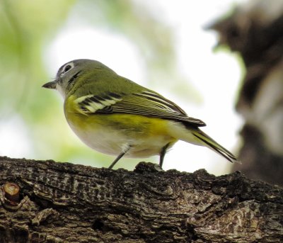 Blue-Headed Vireo