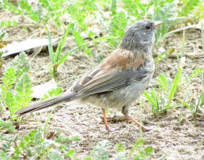 Dark-Eyed Junco