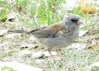 Dark-Eyed Junco