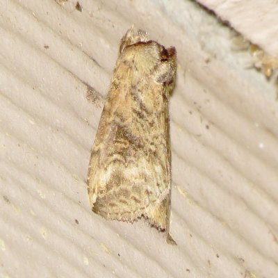 Prominent Moth Species