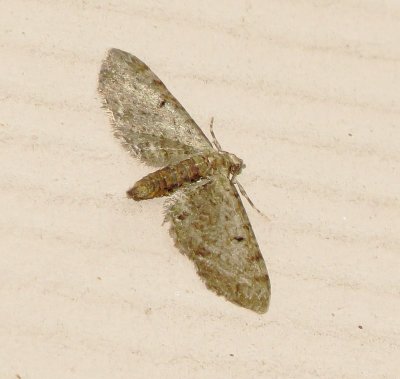 Pug Moth Species