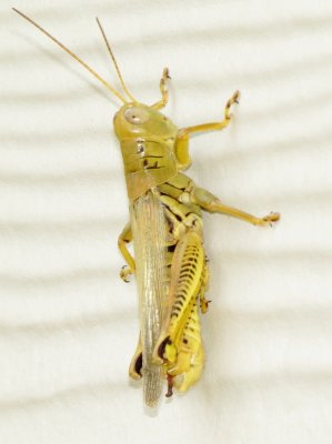 Differential Grasshopper