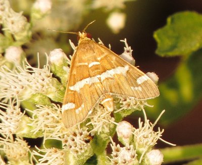 Hawaiian Beet Webworm Moth