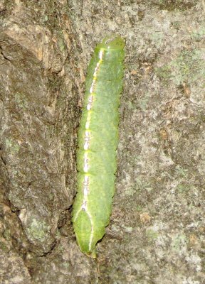 Small Heterocampa Moth