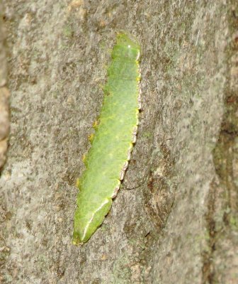 Small Heterocampa Moth
