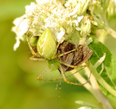 Green Lynx Spider