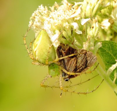 Green Lynx Spider