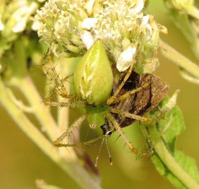 Green Lynx Spider