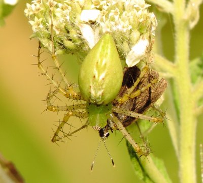 Green Lynx Spider