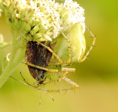 Green Lynx Spider