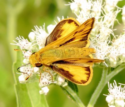 Fiery Skipper