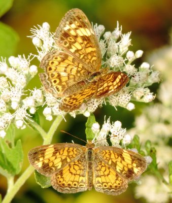 Pearl Crescent