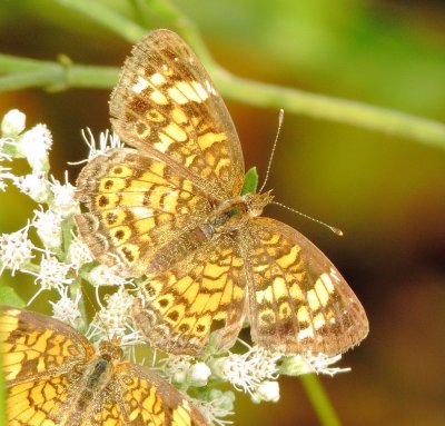 Pearl Crescent
