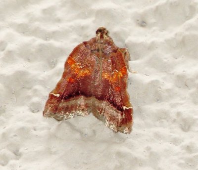 Trumpet Vine Moth
