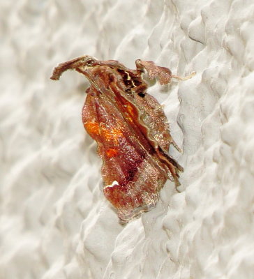 Trumpet Vine Moth